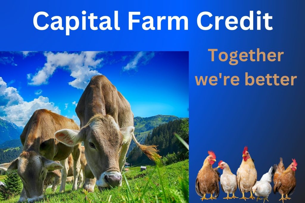 An image of cattle feeding, with a bold text 'Capital Farm Credit', followed by the slogan "Together we are better"